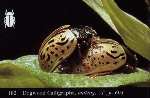 bugPorn4-Dogwood Calligrapha Beetles-Mating.jpg