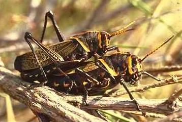 Grasshopper 1-mating pair on thick branch.jpg
