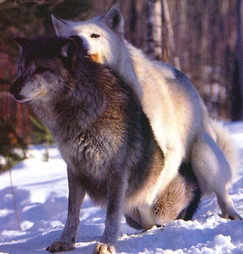 Gray Wolf-Mating02.jpg