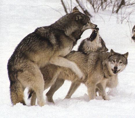 Gray Wolf-Mating04.jpg.