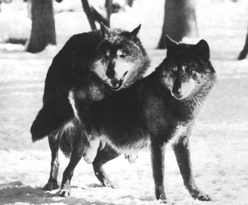 Gray Wolf-Mating06.jpg