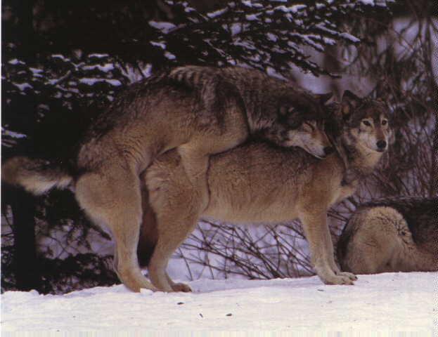 Gray Wolf-Mating10.jpg