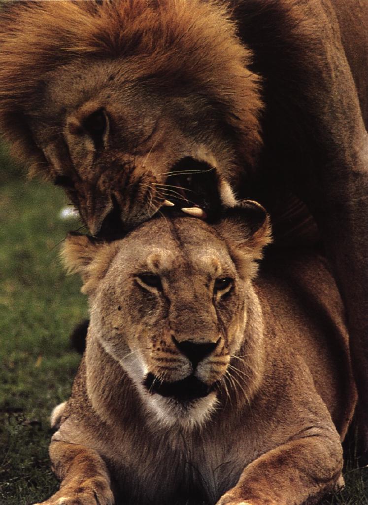 lions05gt-mating.jpg