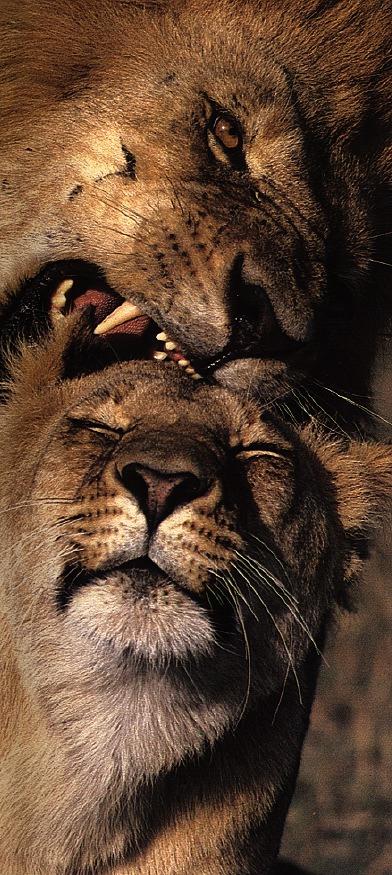 lions06gt-mating.jpg