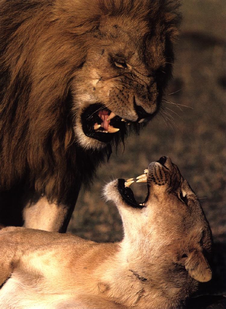 lions07gt-mating.jpg