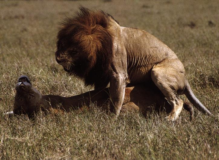 lions08gt-mating.jpg