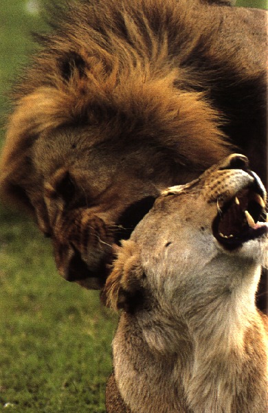 lions09gt-mating.jpg