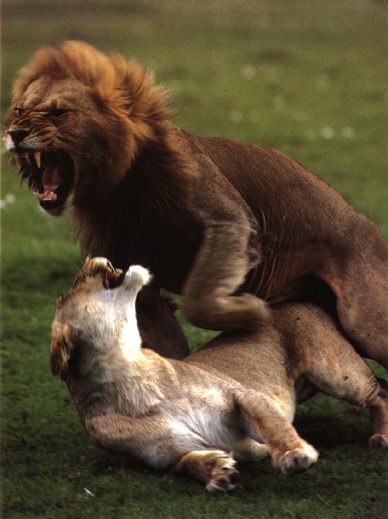 lions11gt-mating.jpg