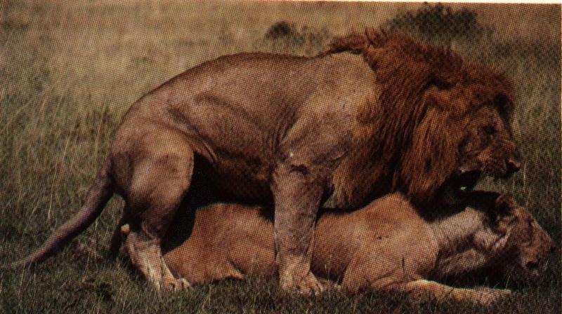 Lions-Couple-Mating1.jpg
