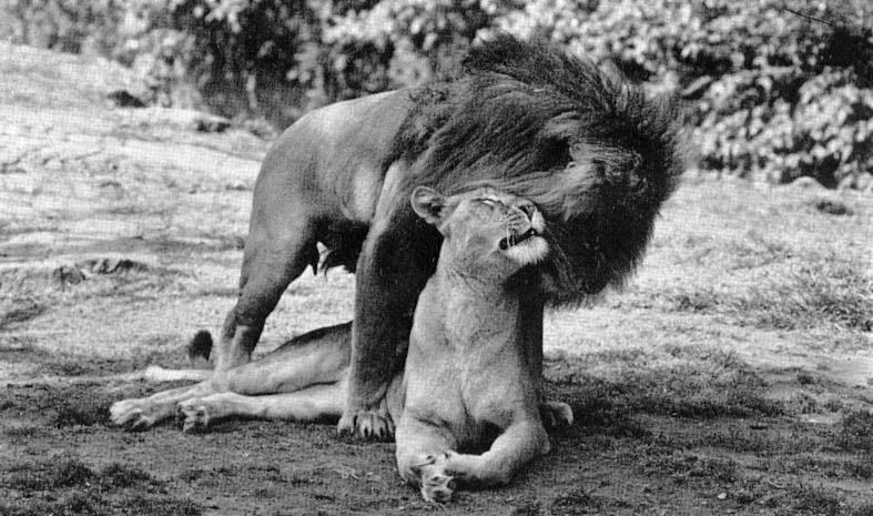 Lions-Couple-Mating3.jpg