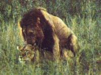 Lions-Couple-Mating4.jpg