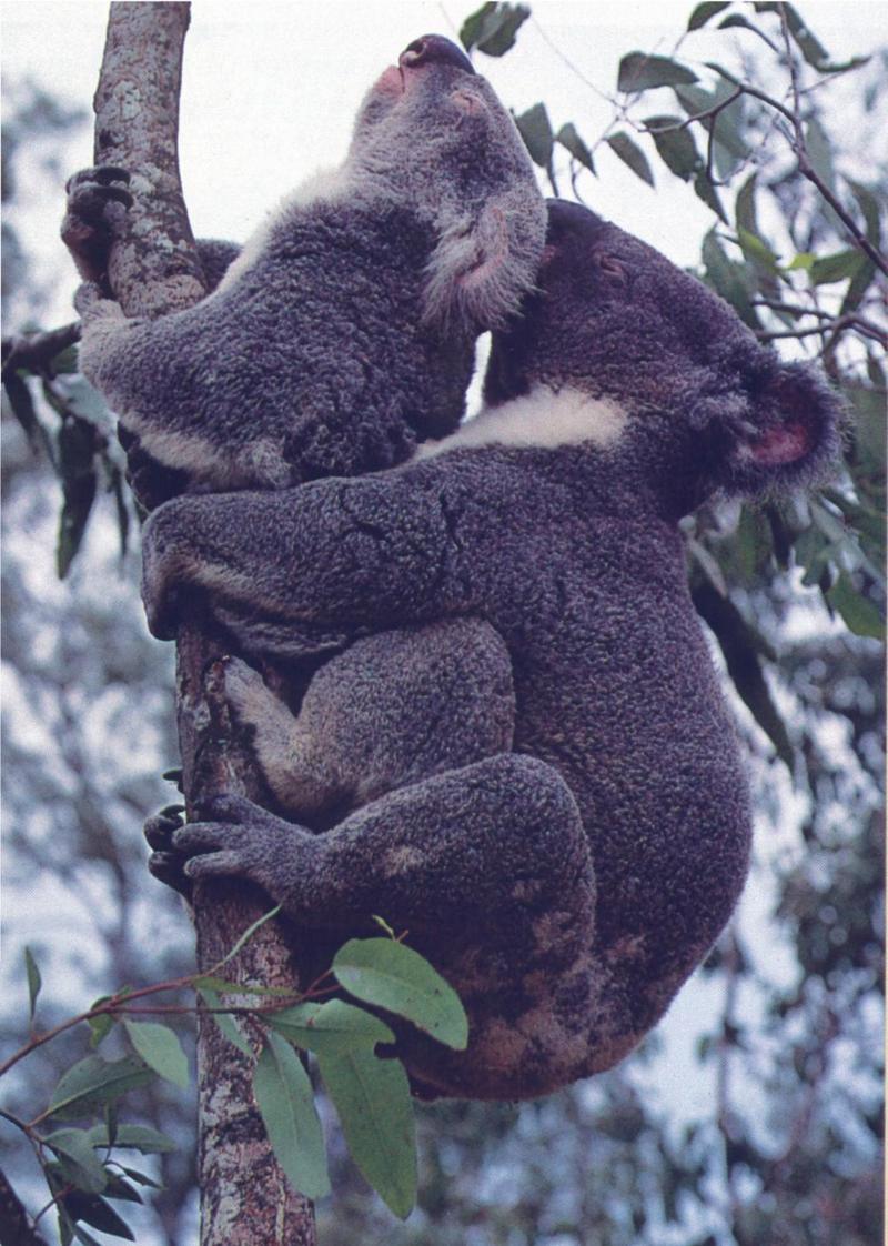 Male & Female Koala Photo Jim Frazier oz.jpg