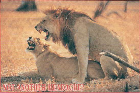 mate Lions-Breeding.jpg
