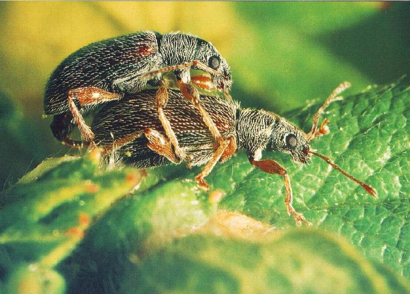 mating beetles.jpg