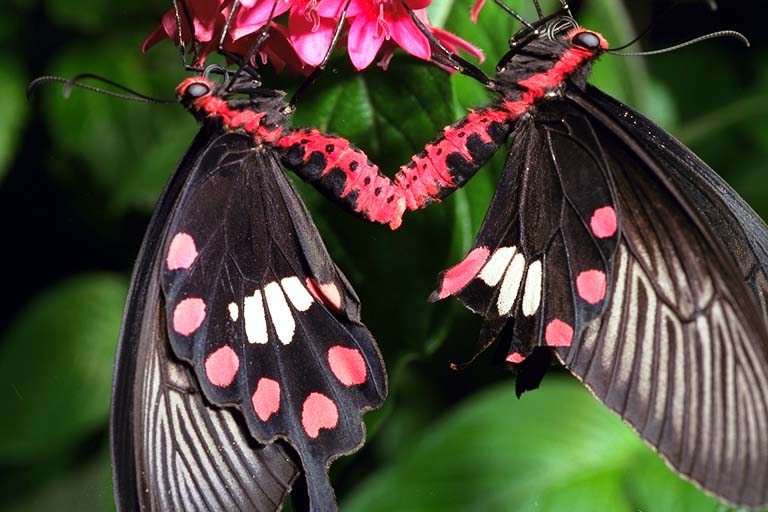 mating butterfly 89.jpg