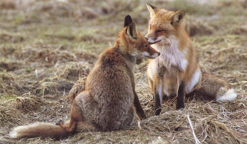 red fox Mates Nuzzle.jpg