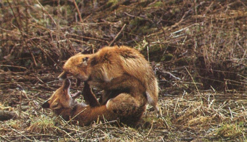 red fox Mating2.jpg