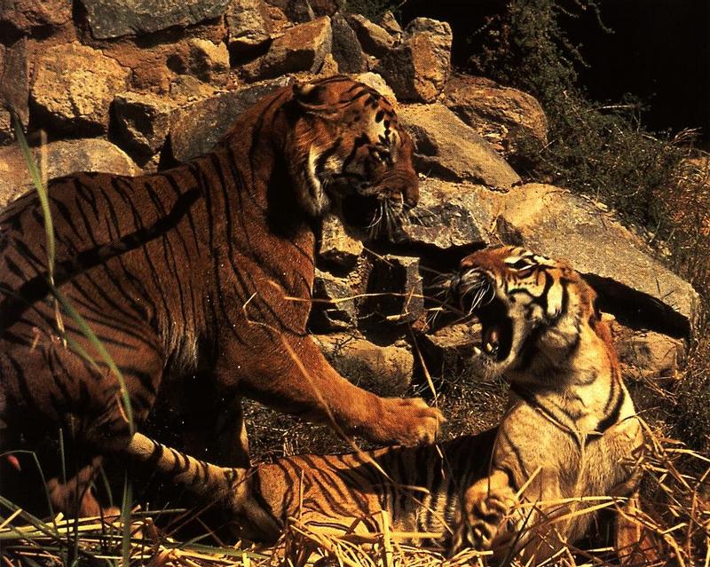 tigers03gt-mating.jpg