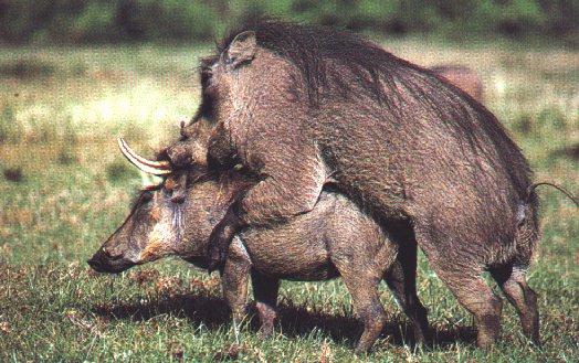 warthogs2-mating.jpg