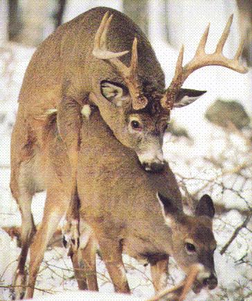 Whitetail Deer-8-Breeding.jpg