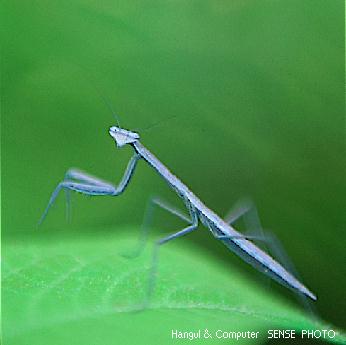 HNC-insect02-mantis.jpg