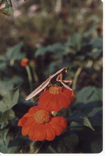 mantis-on red flower.jpg