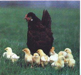 Baby Chicks Flock-chicken.jpg