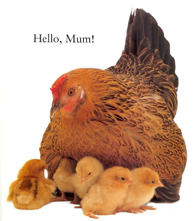 Chicks - Hello Mum jt-Domestic Chickens-mom and babies.jpg