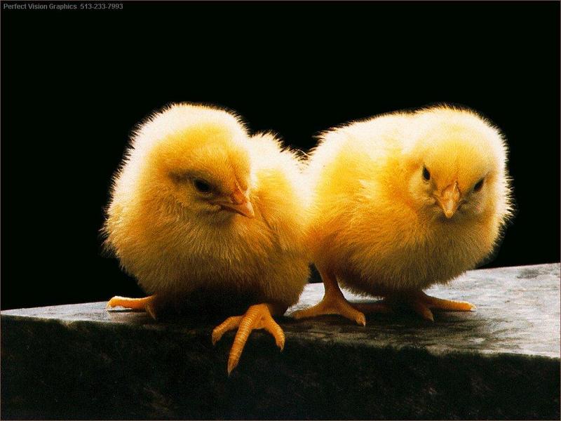 PVWild11-2 Chicken Babies.jpg