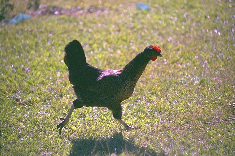 img0068-chicken Cock.jpg