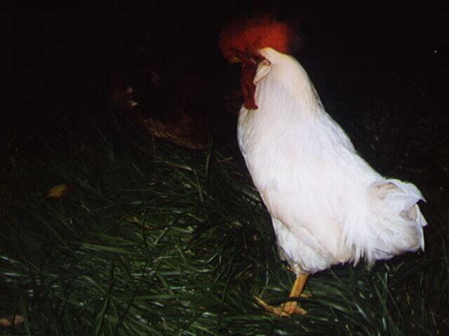 White Chicken Rooster.jpg