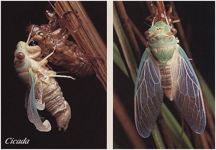 ins-007 Cicada-molting.jpg