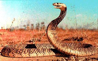 cobra snake.jpg