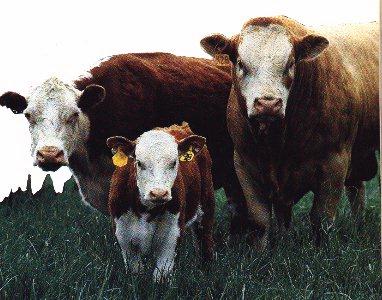 3 Cows Earing.jpg