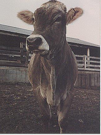 cow-Front Closeup.jpg