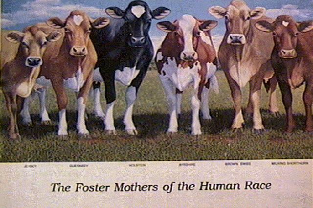 Cows-Foster Mothers-painting.jpg