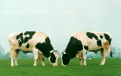 Cows-P211 4X3.jpg