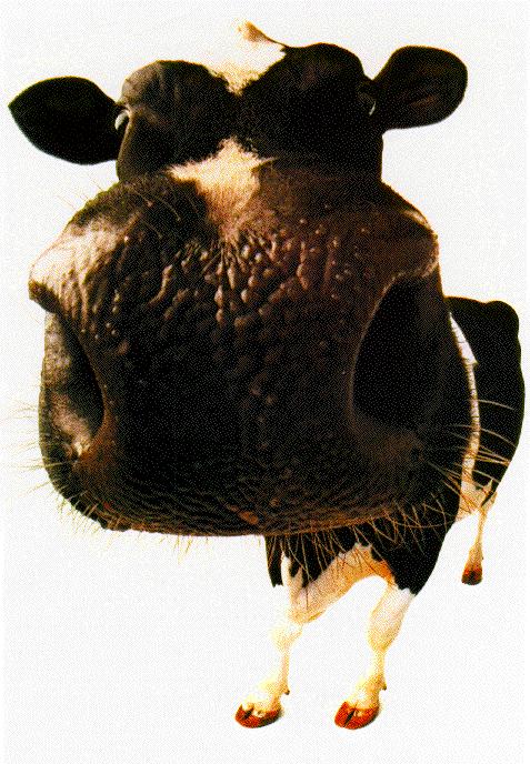 face cow.jpg