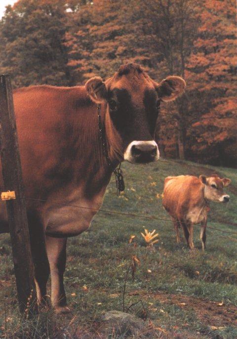 Jersey Cow.jpg