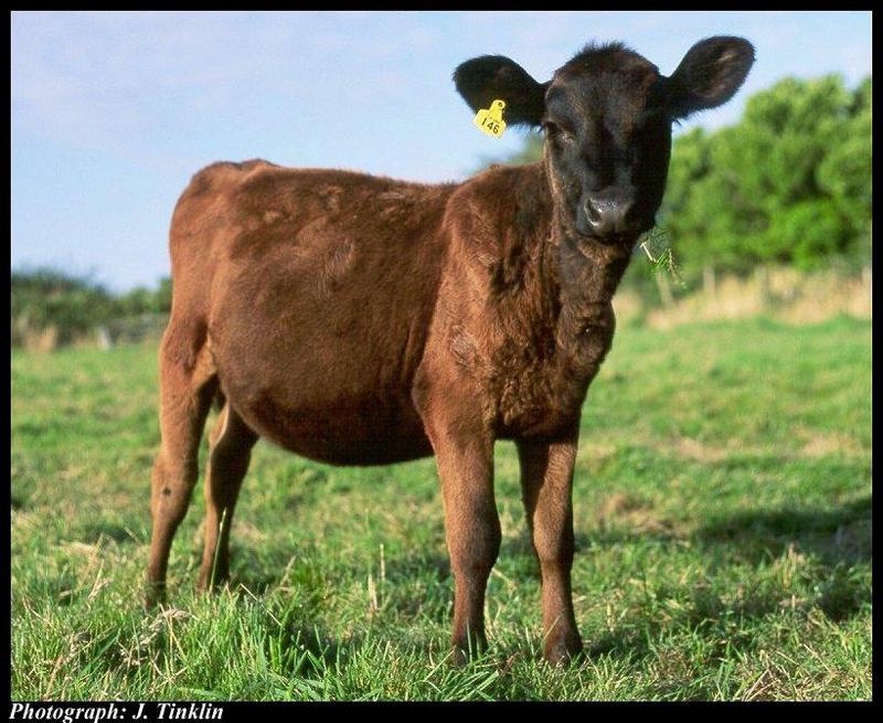 JT03608-Domestic Cattle-calf on grass.jpg