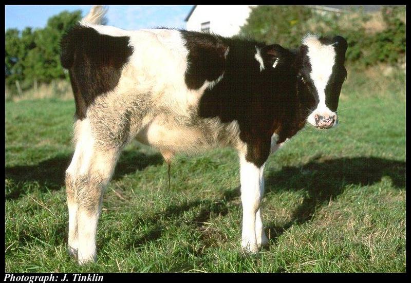 JT03668-Domestic Cattle-calf-closeup.jpg