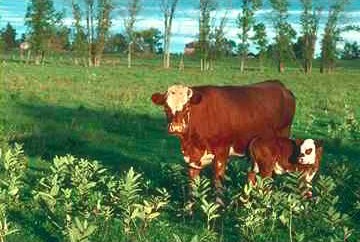 Ko4-Swedish Cattle-Ko Cows.jpg