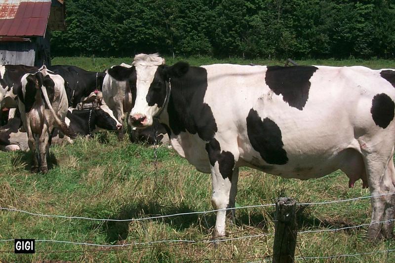 P0000230-Domestic Cattle-milk cows.jpg