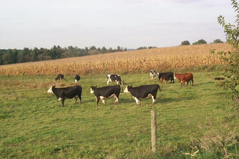 P0000534-Milk Cows-cattle herd-on grass hill-by Joel Williams.jpg