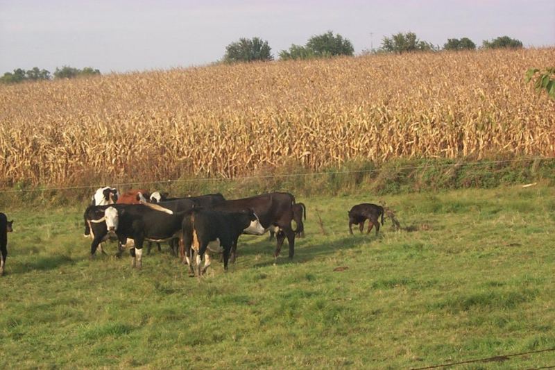P0000535-Milk Cows-cattle herd-on grass hill-by Joel Williams.jpg