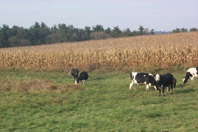 P0000536-Milk Cows-cattle herd-on grass hill-by Joel Williams.jpg
