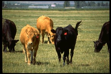 P045 095-Domestic Cows-cattles.jpg