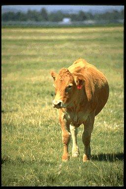 P048 095-Domestic Cattle-portrait.jpg