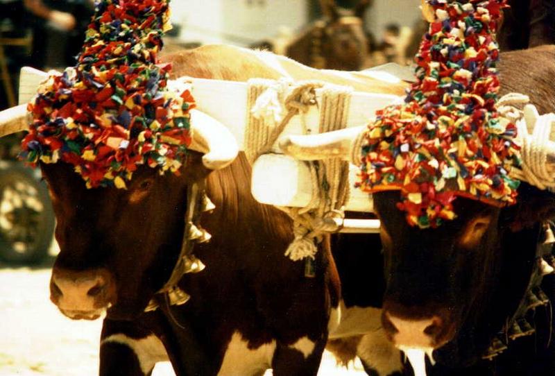 Spainish Oxen-rociero.jpg