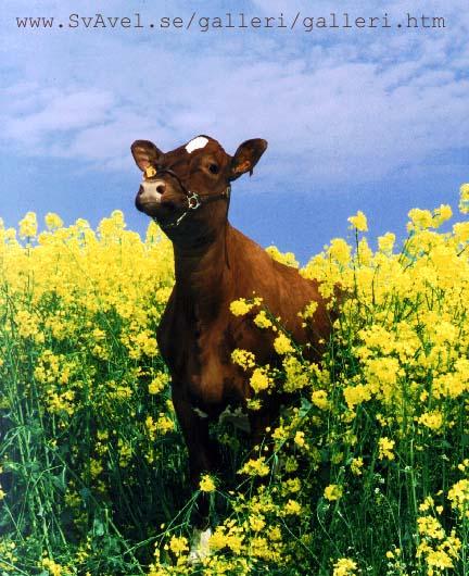 urraps-Cow In Flower Field.jpg